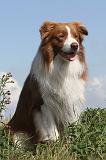 BORDER COLLIE 055
